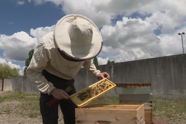 Les données recueillies vont permettre de dresser un inventaire précis de la flore à plus d'un km à la rond grâce au travail des abeilles.