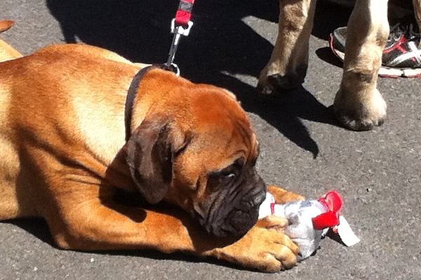 Près de 2.000 chiens ont participé au concours international canin de Châteauroux, le 19 avril 2015.