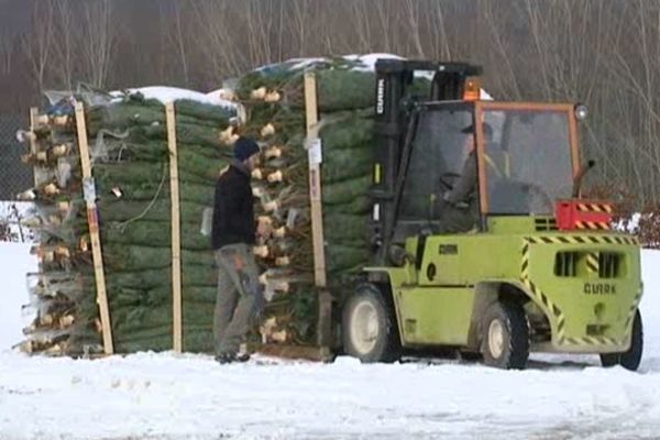 Les sapins vont parcourir près de 3000 kilomètres