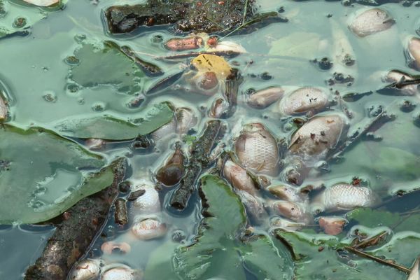 En juin, 2022, la fédération de pêche du Doubs constatait une nouvelle pollution en aval de la fromagerie Mulin, assortie d'une importante mortalité piscicole, dans le ruisseau de Recologne (25). La huitième en autant d'années selon le maire de la commune.