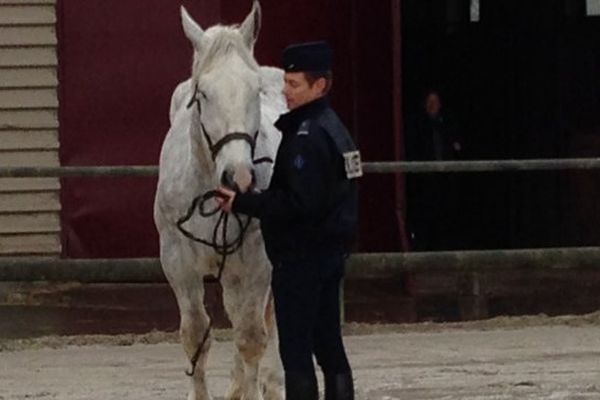 Un cheval boulonnais ce mercredi à Ronchin.