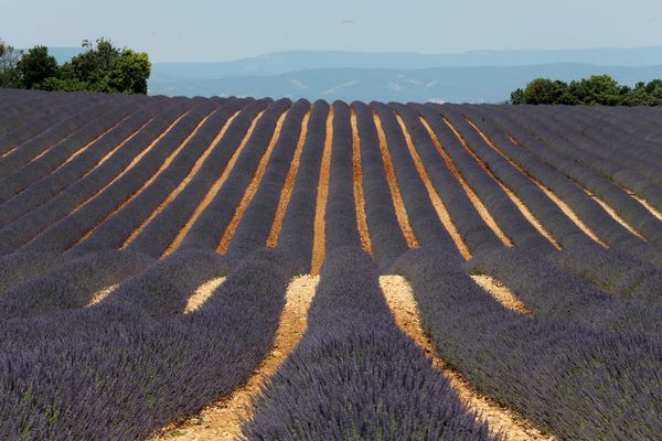 Champs de lavande sur le plateau de Valensole