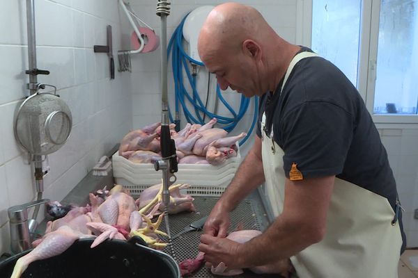 Dernier abattage de poulets pour Lionel Giordano, il garde les poules pondeuses et se diversifie dans le kiwi.