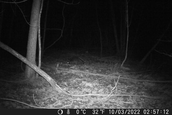 Il faut être attentif, mais c'est bien l'œil brillant et la queue rayée d'un raton laveur captés par ce piège photographique d'un chasseur à Conliège dans le Jura.