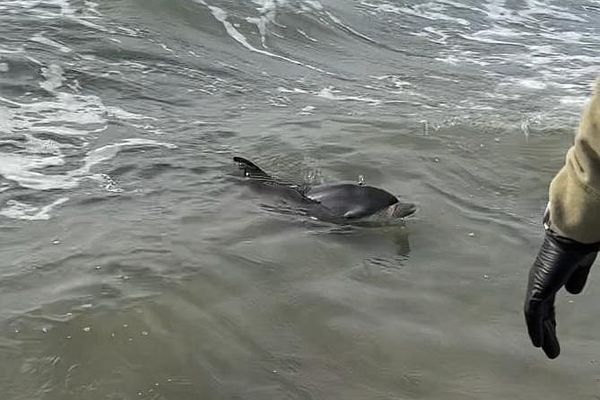 Un dauphin juvénile s'est échoué sur une plage de Frontignan, dans l'Hérault, ce mardi 12 septembre. Il a été remis à l'eau par des employés d'un restaurant de plage.