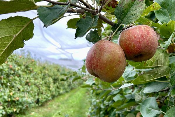 La récolte des pommes au domaine du Bedou dans l'Ariège