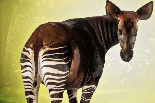 Deux mâles okapi sont arrivés au Parc zoologique et botanique de Mulhouse.