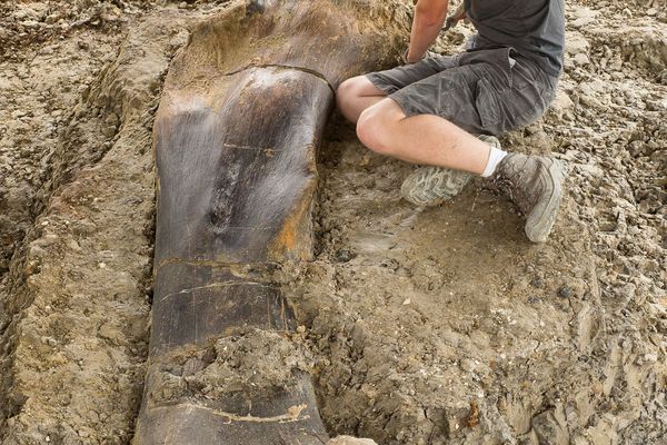 Maxime Lasseron, l'un des 70 fouilleurs du chantier, pose fièrement à côté du fémur de sauropode. C'est lui qui est tombé sur l'os le premier !