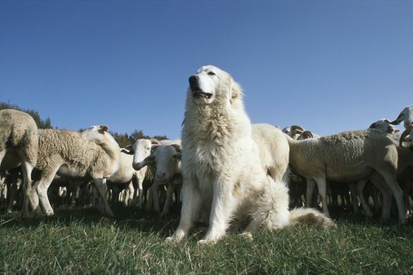 Pour apaiser les relations parfois difficiles entre les randonneurs de l'été et les "patous" présents sur les 5000 alpages de la région Aura, la société d'économie alpestre des Savoie lance pour cet été son service de localisation de chiens de troupeaux