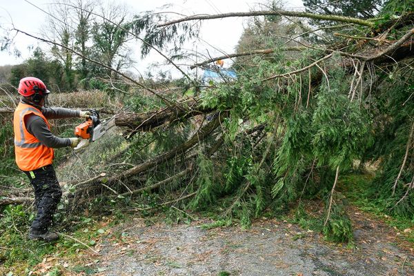 ILLUSTRATION. Les fortes rafales de vent auraient causé la chute d'arbres sur les routes de la région. Environ 14 000 foyers sont actuellement privés d'électricité.