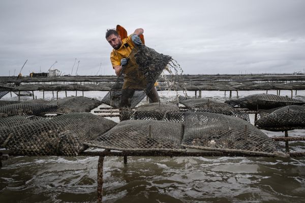 La récolte et la commercialisation des huîtres et de l'ensemble des coquillages est interdite sur la zone littorale manchoise entre Reville et Saint-Vaast-la-Hougue.