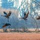 Un cadavre de grue centrée infectée par la grippe aviaire a été retrouvé près d'un lac dans les Hautes-Pyrénées.