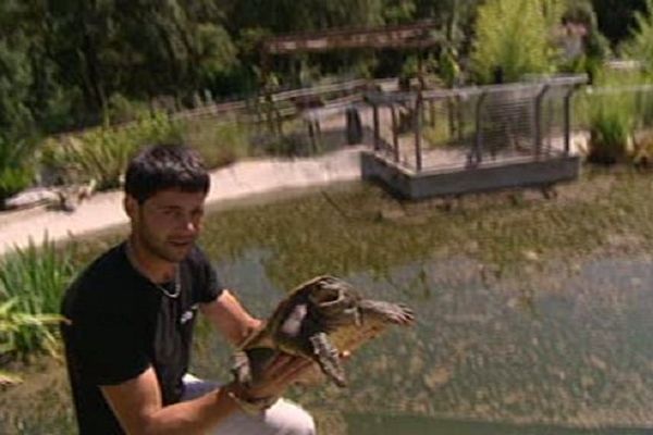 La tortue serpentine a été accueillie à Sorède dans les Pyrénées-Orientales.