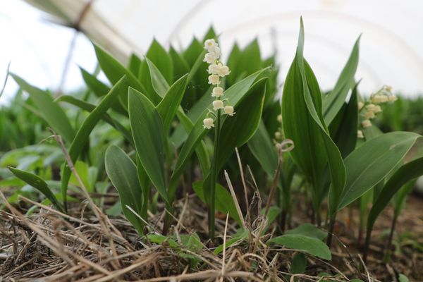 Du muguet produit à Cadaujac en Gironde. 
