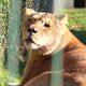 Le refuge Tonga Terre d'accueil du parc zoologique de Saint-Martin la plaine a recueilli trois lionnes de cirque. Une première étape, avant qu’elles ne soient transférées dans un sanctuaire en Afrique du Sud.