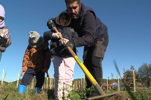 En deux semaines, des élèves de CP ont planté 1 521 arbres sur une surface de 8 000 m² près de Nîmes. Mardi 26 novembre 2024.