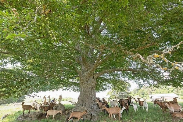 Avec une envergure remarquable, le hêtre "du deime" de Chavagnac dans le Cantal, est un arbre apprécié des troupeaux de chèvres.