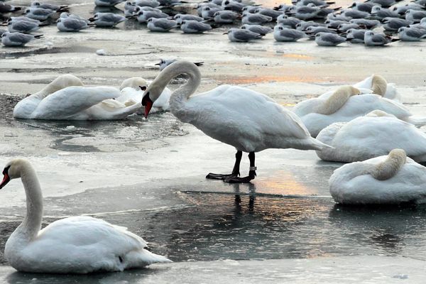 En 2012 déjà, les eaux du bassin Vauban, au Port du Rhin de Strasbourg, avaient gelé.