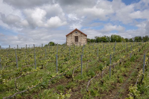 Le festival favorise les œuvres qui prennent de la place, comme cette maison installée au milieu des vignes.