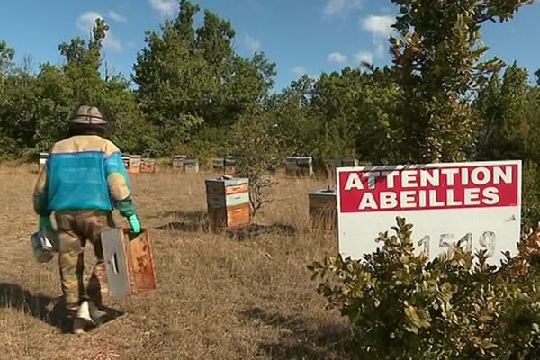 Le Cros (Hérault) - les abeilles ont souffert de la sécheresse - septembre 2019.