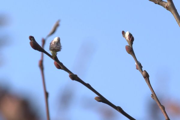 Sécheresse et douceur de l'hiver perturbent le rythme de vie des forêts. L'ONF doit adapter les plantations à ces changements climatiques