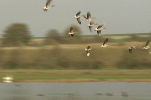 Oiseaux migrateurs en Baie de Somme