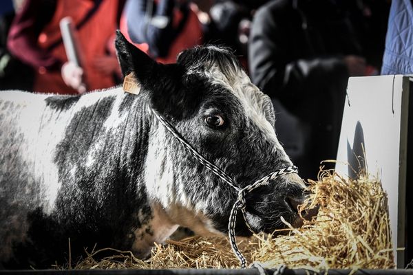 Depuis 2009, le Salon International de l’Agriculture met à « l’honneur » une race bovine tous les ans. Cette année, c’est la Bleue du Nord et Imminence qui ont été choisies pour être l’égérie de l’édition 2019.