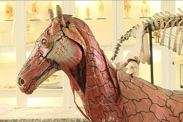 Ce cheval écorché est fait en papier mâché. Il a été réalisé au début du 19ème siècle.