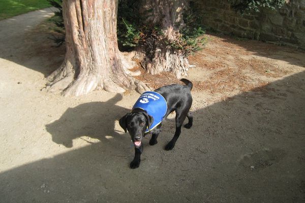 Ce labrador est un chien d'assistance pour personnes handicapées.