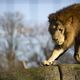 Le parc zoologique de Paris, plus qu'un lieu de loisirs, le site joue un rôle essentiel dans la préservation des espèces.