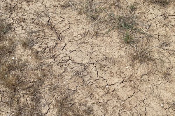 Sol craquelé en bordure d'un champs de tournesol, à Talais en Gironde.