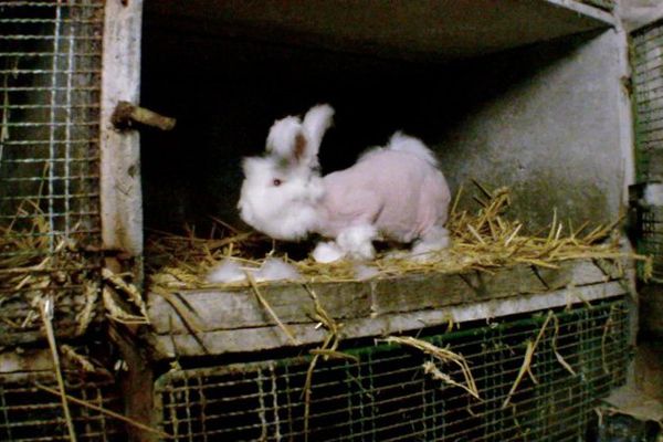 Un lapin angora épilé. Cette photo a été prise par une association de défense des animaux