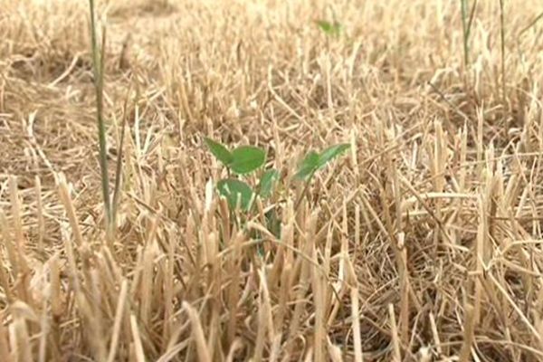 Juin 2015 : un malheureux trèfle isolé au milieu de champs à sec en Haute-Loire.