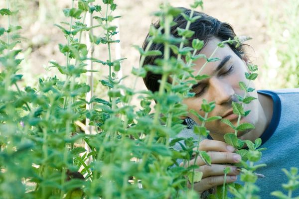 Les remèdes naturels sont-ils aussi efficaces que les chimiques ? Une chose est certaine : les laboratoires pharmaceutiques s'intéressent de plus en plus aux plantes médicinales.