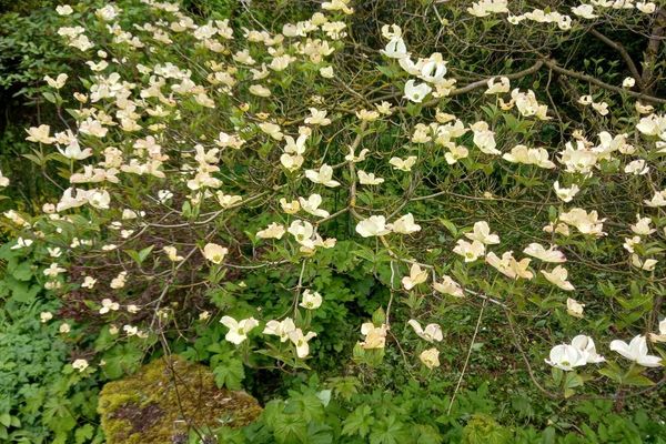 Planté il y a une vingtaine d'années, le cornus sinensis de Gabrielle est couvert de bractées en ce printemps 2024.