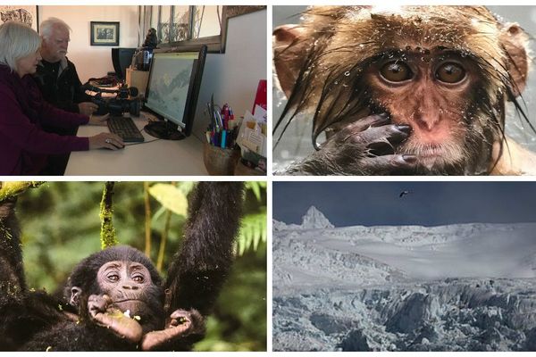 Le couple devant de nouvelles vidéos d'Antarctique réalisées par Pierre Mann - Photo d'un macaque en Russie, d'un gorille en Afrique et photo du Groenland réalisées par Sabine Trensz