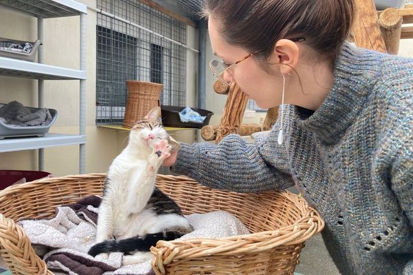 Panier Pour Animaux De Compagnie Monté Sur Voiture Panier - Temu France