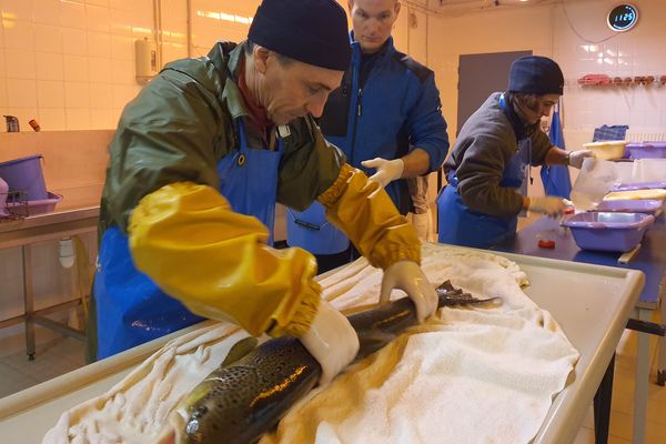 Le Conservatoire National du Saumon Sauvage, situé dans la Haute-Loire, s'efforce de ré-empoissonner l'Allier avec des bébés saumons depuis près de 20 ans.