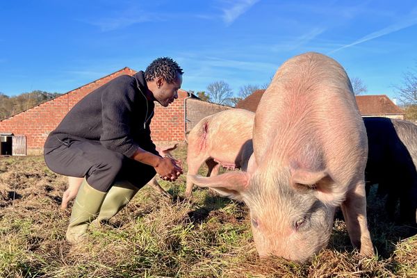 Guylain Boyeke, l'ancien Yamakasi converti à l'élevage porcin près de Limoges