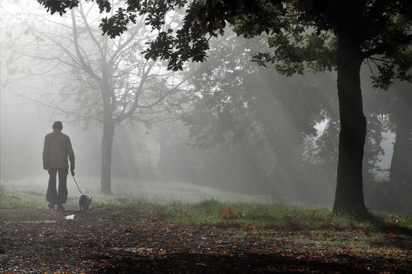 Brume d'automne 