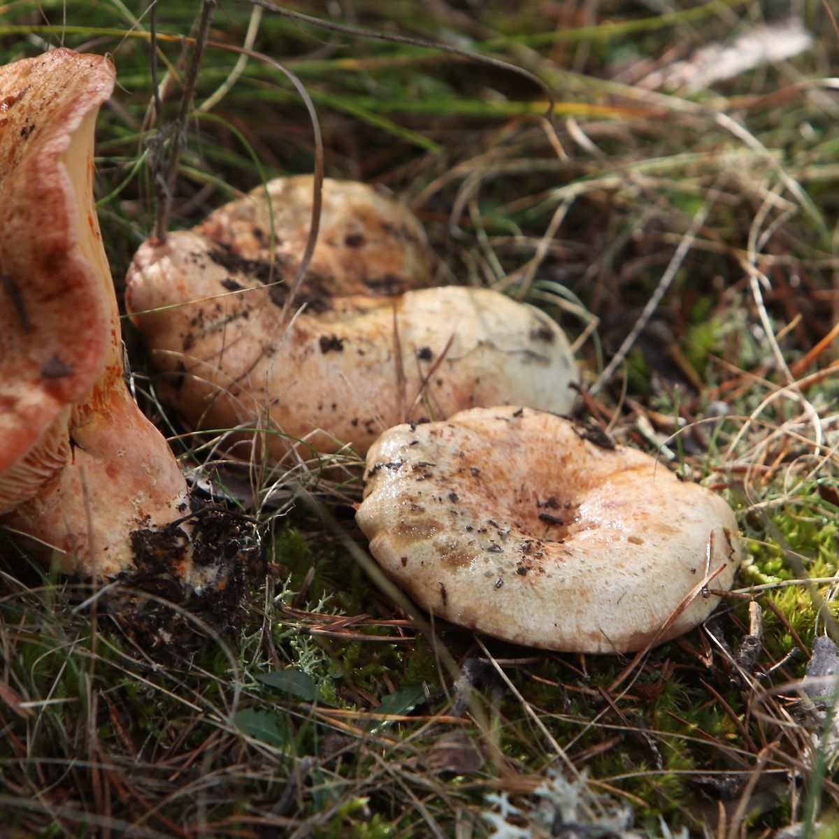 Tout savoir sur la culture des champignons (lactaires, bolets)