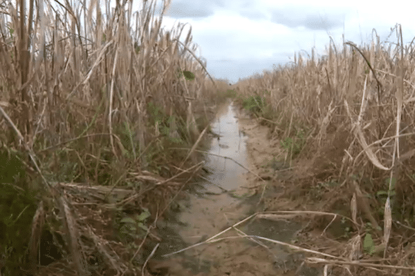 Des parcelles de céréales inondées d'eau