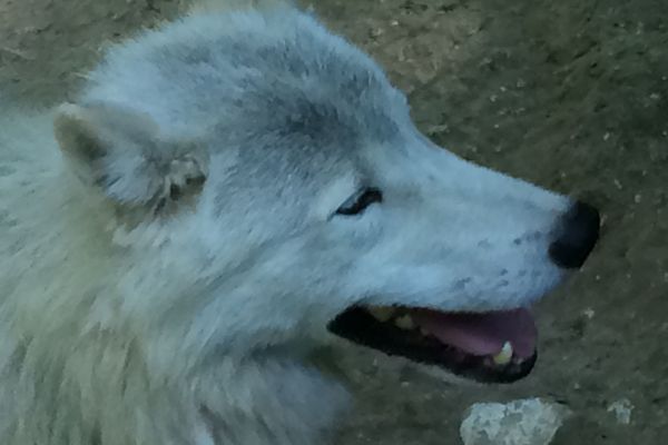 Un loup blanc du parc de Muchedent (Seine-Maritime)