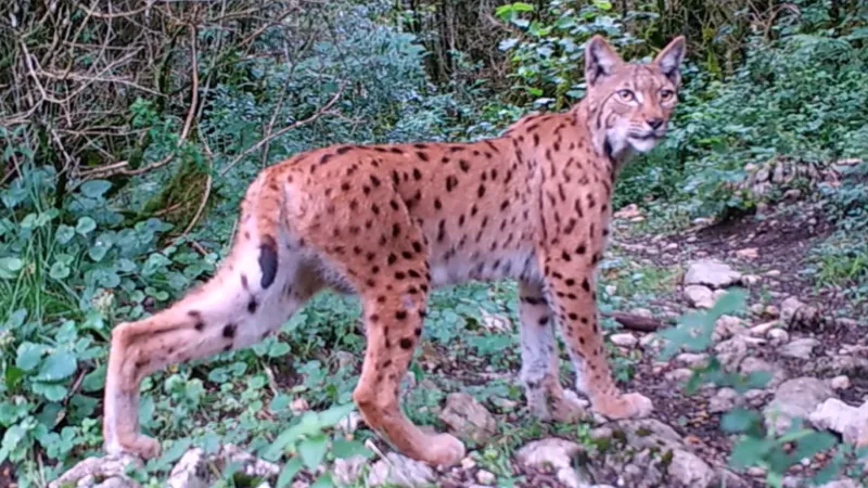 Informations plus précises - Lynx - Aventure en forêt - Notre