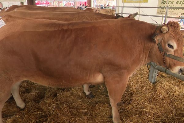 Vente de bovins lors du festival de la viande à Torigni-les-villes le 23 novembre 2024