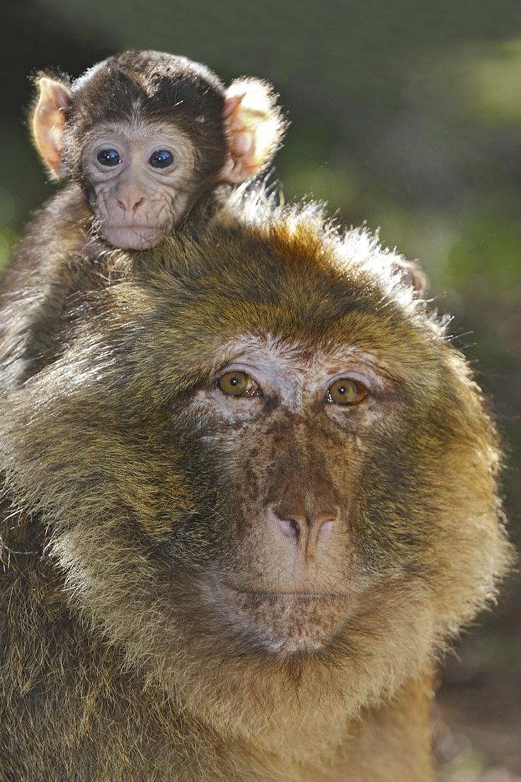 Rocamadour Naissance De Bebes Magots A La Foret Des Singes