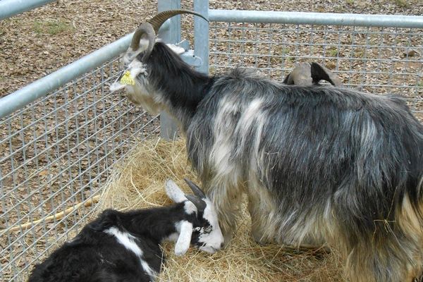 Les races ovines, caprines et bovines corses seront présentées lors de la 5ème foire de la Gravona. 