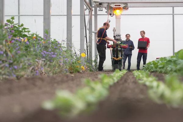 Depuis avril 2024, une ferme robotisée a ouvert ses portes à Lagny-le-Sec (Oise) et produits des légumes de saison bio.