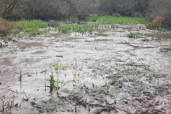 Sur cette photo datant du 22 février 2024, on voit les rejets de la station d’épuration de Landaul (Morbihan), près de la ria d’Etel. Des boues pestilentielles, des eaux de couleur brun orangé qui s’infiltrent dans le sol.