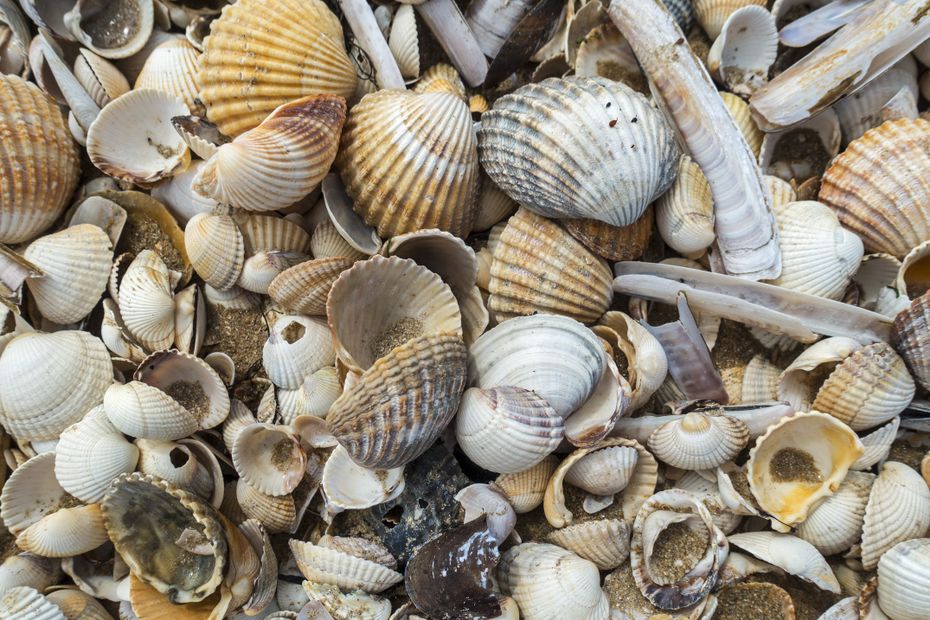 Shellfish collection not recommended on Authie Bay after the discovery of a bacterium